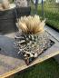 Preview: Turbinicarpus klinkerianus